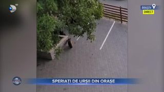 Speriați de urșii din orașe: Locuitorii din stațiunea Bușteni se tem să mai iasă din case