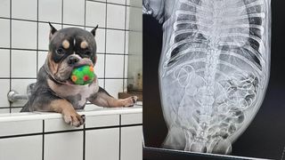 Acest cățel a ajuns &icirc;n stare gravă la veterinar după ce a &icirc;nghițit mai multe rățuște de cauciuc. A fost operat de urgență. Care este starea patrupedului acum