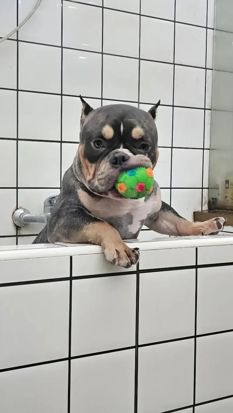 Acest cățel a ajuns în stare gravă la veterinar după ce a înghițit mai multe rățuște de cauciuc. A fost operat de urgență. Care este starea patrupedului acum