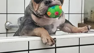 Acest cățel a ajuns &icirc;n stare gravă la veterinar după ce a &icirc;nghițit mai multe rățuște de cauciuc. A fost operat de urgență. Care este starea patrupedului acum