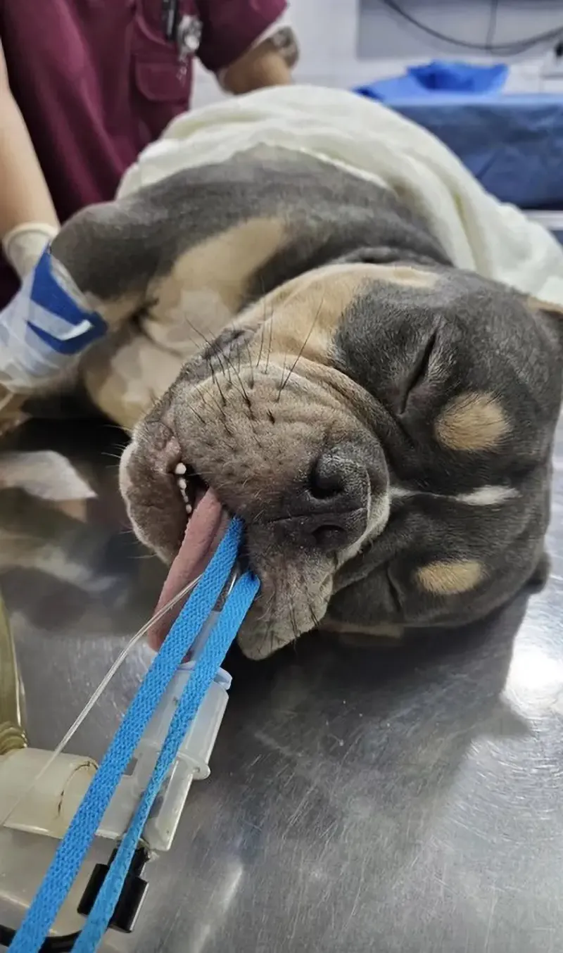 Acest cățel a ajuns în stare gravă la veterinar după ce a înghițit mai multe rățuște de cauciuc. A fost operat de urgență. Care este starea patrupedului acum