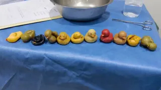 Acest cățel a ajuns &icirc;n stare gravă la veterinar după ce a &icirc;nghițit mai multe rățuște de cauciuc. A fost operat de urgență. Care este starea patrupedului acum