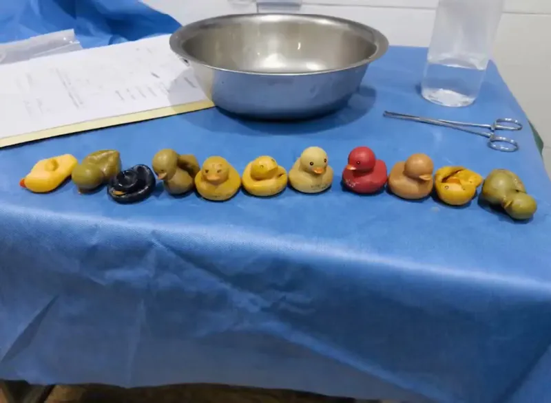 Acest cățel a ajuns în stare gravă la veterinar după ce a înghițit mai multe rățuște de cauciuc. A fost operat de urgență. Care este starea patrupedului acum