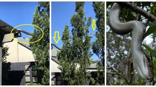 VIDEO. Un piton lung de 5 metri a cobor&acirc;t de pe acoperișul unei case. Momente de groază &icirc;ntr-un cartier