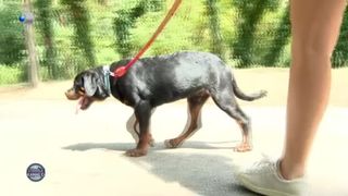 VIDEO - Disciplină și joacă prin dresaj. Educația unui c&acirc;ine trebuie să &icirc;nceapa &icirc;n jurul v&acirc;rstei de trei sau patru luni