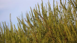 În cazul alergiilor severe medicul sfătuiește prezentarea de urgență la spital.