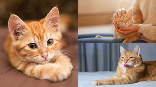 Ziua Națională a pisicii portocalii, 1 septembrie 2023. C&acirc;nd fost fondată ziua de apreciere a pisicilor roșcate?