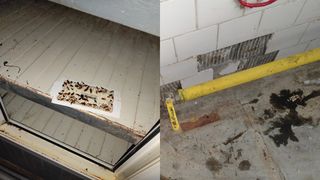 VIDEO - Gândaci și mizerie la o fabrică de pâine din Giurgiu. Autoritățile au constatat mai multe nereguli