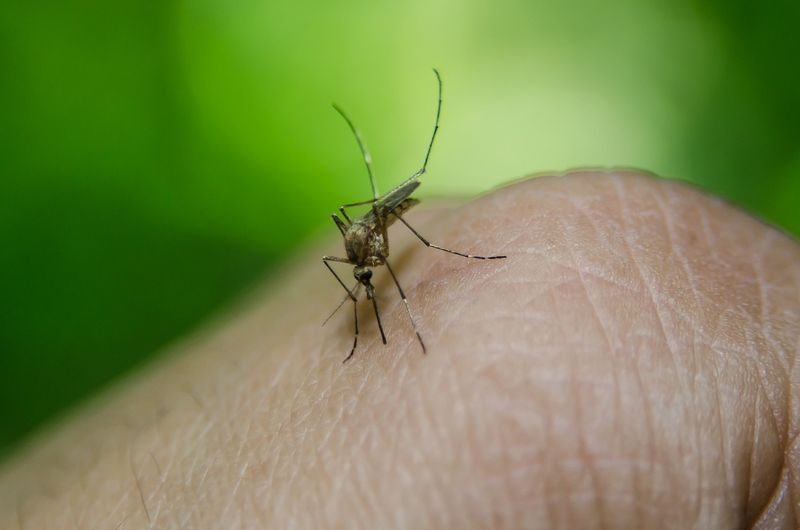 Un număr de 28 de cazuri au fost confirmate cu virusul West Nile. Patru oameni au decedat. Ce recomandări fac reprezentanții INSP