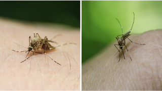 Un număr de 28 de cazuri au fost confirmate cu virusul West Nile. Patru oameni au decedat. Ce recomandări fac reprezentanții INSP