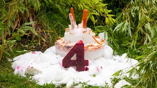 Doi urși panda gemeni avut cea mai bună zi de naștere! Au primit un tort uriaș, numai pentru ei