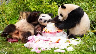Doi urși panda gemeni avut cea mai bună zi de naștere! Au primit un tort uriaș, numai pentru ei