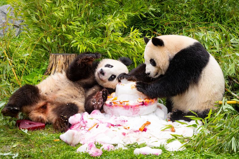 Doi urși panda gemeni avut cea mai bună zi de naștere! Au primit un tort uriaș, numai pentru ei