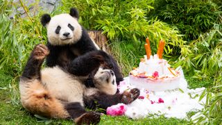 Doi urși panda gemeni avut cea mai bună zi de naștere! Au primit un tort uriaș, numai pentru ei