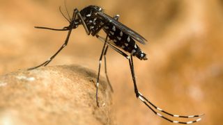 Ț&acirc;nțarul tigru devine un adevărat pericol pentru europeni. Ce măsuri sunt luate: &bdquo;A fost premieră la Paris!&rdquo;