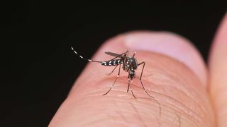 Țânțarul tigru devine un adevărat pericol pentru europeni. Ce măsuri sunt luate: „A fost premieră la Paris!”