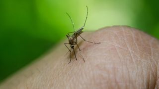 Infecția cu virusul West Nile continuă să facă victime. O femeie din Sibiu a fost infectată. Ce simptome a avut aceasta