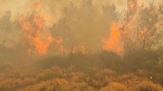 Incendiile din Grecia sunt de necontrolat. &Icirc;n urma dezastrelor provocate de flăcări, 81 mii de hectare au fost afectate