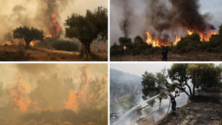 Incendiile din Grecia sunt de necontrolat. În urma dezastrelor, 81 mii de hectare au fost afectate. Mii de oameni au primit ordin de evacuare