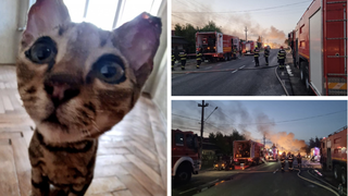 Povestea emoționantă a lui Crevete, motanul care a supraviețuit în urma exploziilor de la Crevedia