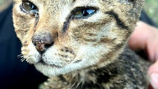 Povestea emoționantă a lui Crevete, motanul care a supraviețuit în urma exploziilor de la Crevedia