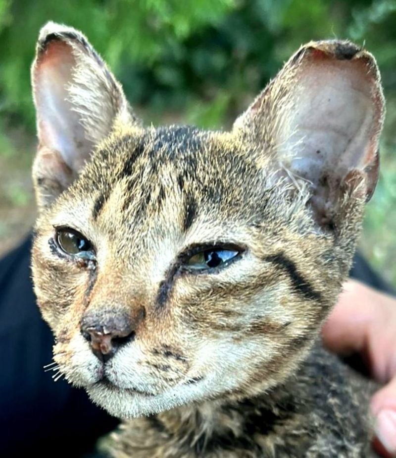 Povestea emoționantă a lui Crevete, motanul care a supraviețuit în urma exploziilor de la Crevedia