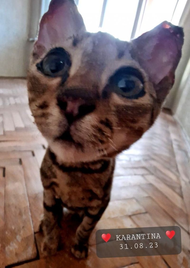 Povestea emoționantă a lui Crevete, motanul care a supraviețuit în urma exploziilor de la Crevedia