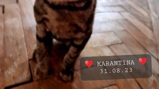 Povestea emoționantă a lui Crevete, motanul care a supraviețuit în urma exploziilor de la Crevedia