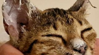 Povestea emoționantă a lui Crevete, motanul care a supraviețuit în urma exploziilor de la Crevedia