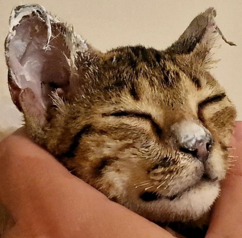 Povestea emoționantă a lui Crevete, motanul care a supraviețuit în urma exploziilor de la Crevedia