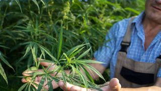 cum este utilizată c&acirc;nepa &icirc;n Rom&acirc;nia