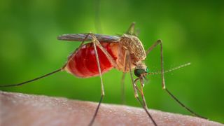 Două cazuri de meningită cu virus West-Nile au fost confirmate astăzi. Măsurile luate de autorități
