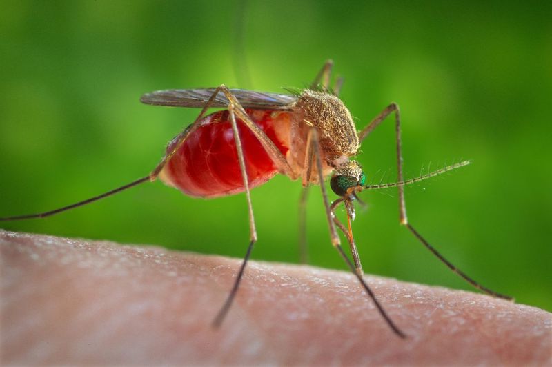 Două cazuri de meningită cu virus West-Nile au fost confirmate astăzi. Măsurile luate de autorități