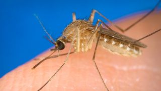 Două cazuri de meningită cu virus West-Nile au fost confirmate astăzi. Măsurile luate de autorități