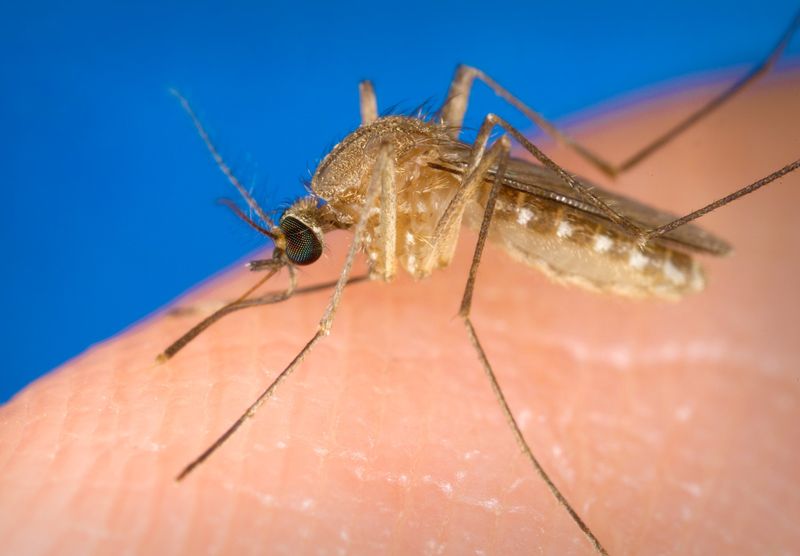 Două cazuri de meningită cu virus West-Nile au fost confirmate astăzi. Măsurile luate de autorități