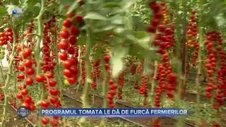 VIDEO - Programul Tomata le dă de furcă fermierilor. Mulți aleg să se înscrie în program pentru subvenție