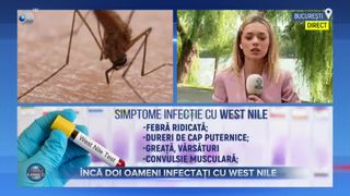 VIDEO - &Icirc;ncă doi oameni au fost infectați cu West Nile. Cele două cazuri au fost descoperite &icirc;n județul Brăila