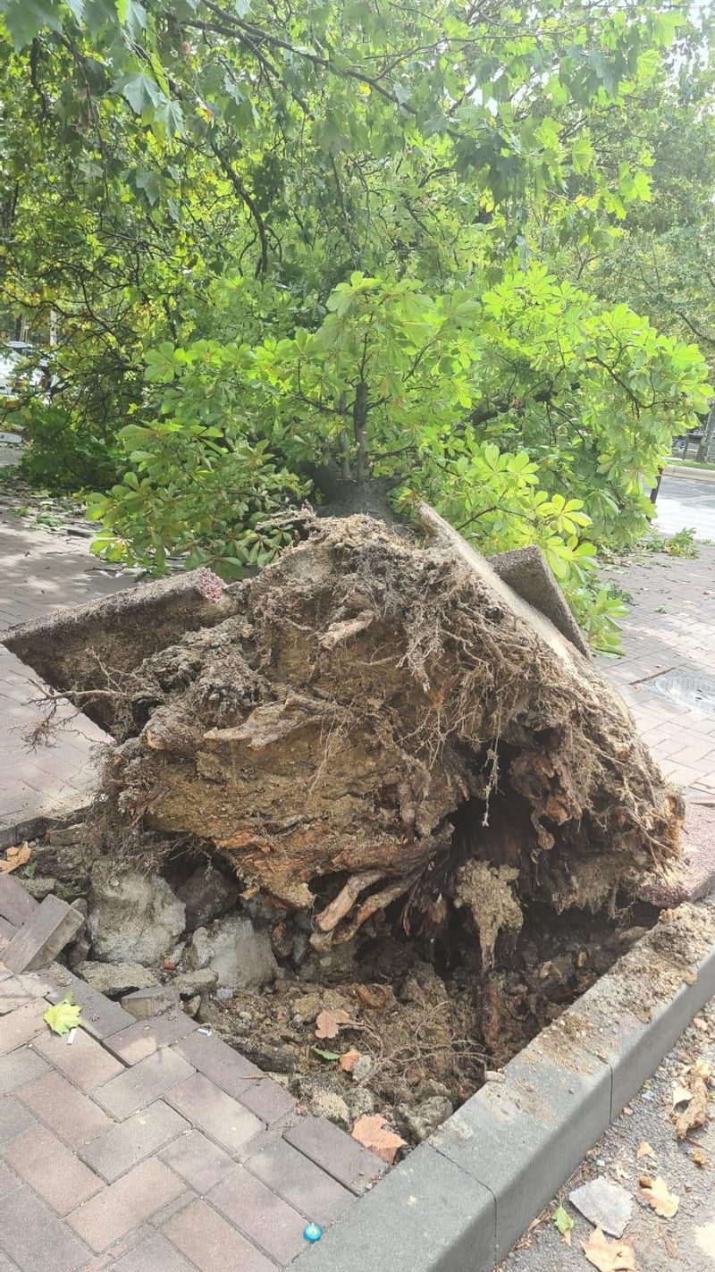 Vremea rea a făcut victime. Un copac a căzut peste un bărbat în Sectorul 3 din București