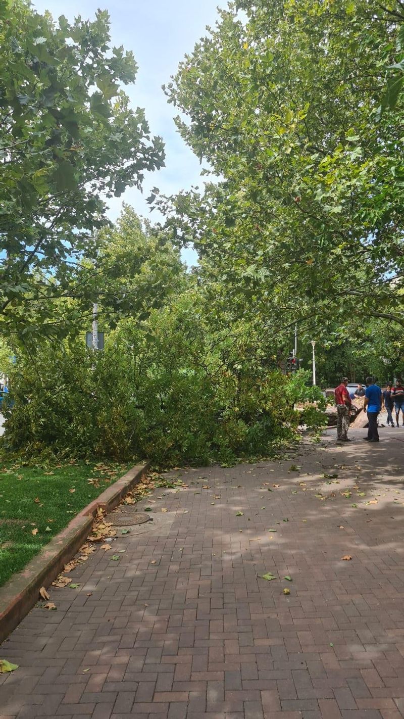 Vremea rea a făcut victime. Un copac a căzut peste un bărbat în Sectorul 3 din București