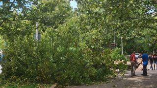 Vremea rea a făcut victime. Un copac a căzut peste un bărbat &icirc;n Sectorul 3 din București