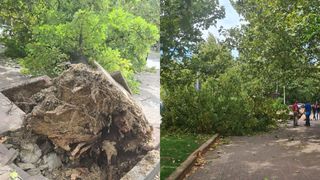 VIDEO- Vremea rea a făcut victime. Un copac a căzut peste un bărbat &icirc;n Sectorul 3 din București