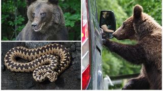 EXCLUSIV - Cum ne comportăm cu animalele sălbatice? Doru Panaitescu: ”Omul e curios. Nu e nicio problemă dacă faci o fotografie, dar nu te duce cu bățul, nu zgândări, nu îți pui vipera după cap”