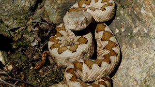 Vipera cu corn - Vipera ammodytes