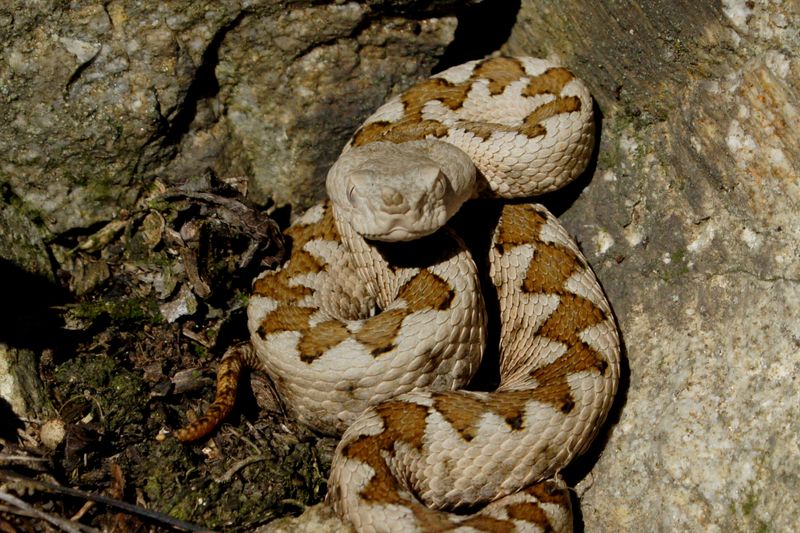 Vipera cu corn - Vipera ammodytes