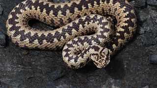 Viperă comună  - Vipera berus
