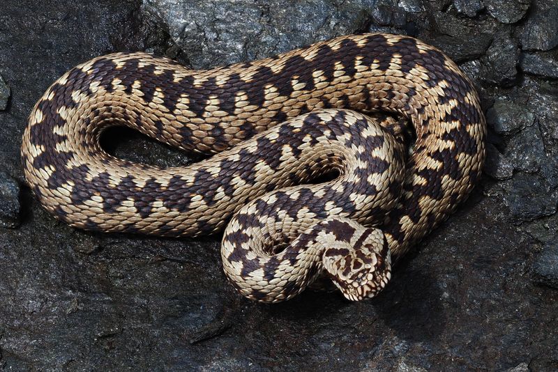 Viperă comună  - Vipera berus