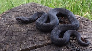 Viperă comună  - Vipera berus