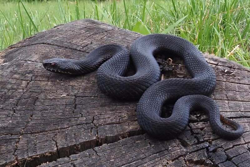 Viperă comună  - Vipera berus