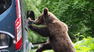 Reguli importante pentru urși: ”Nu mă apuc nici să îl hrănesc, nici să îl provoc”