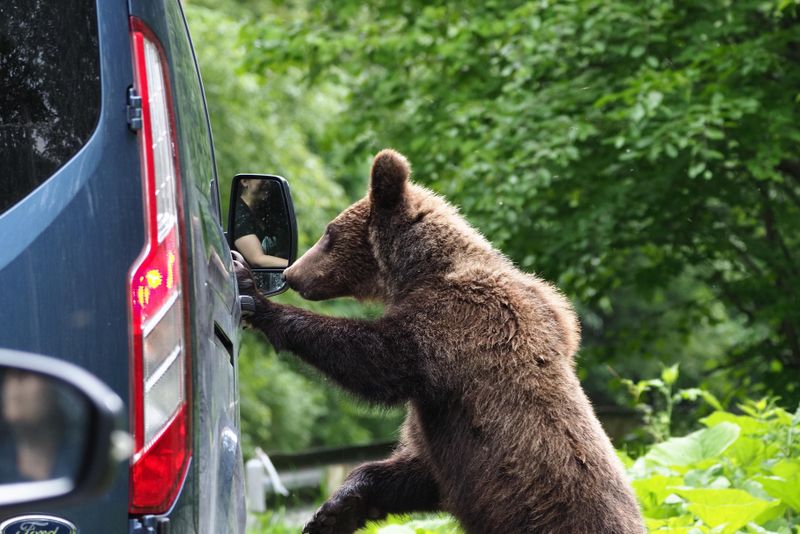 Reguli importante pentru urși: ”Nu mă apuc nici să îl hrănesc, nici să îl provoc”